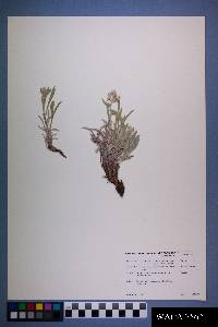 Oreocarya suffruticosa image